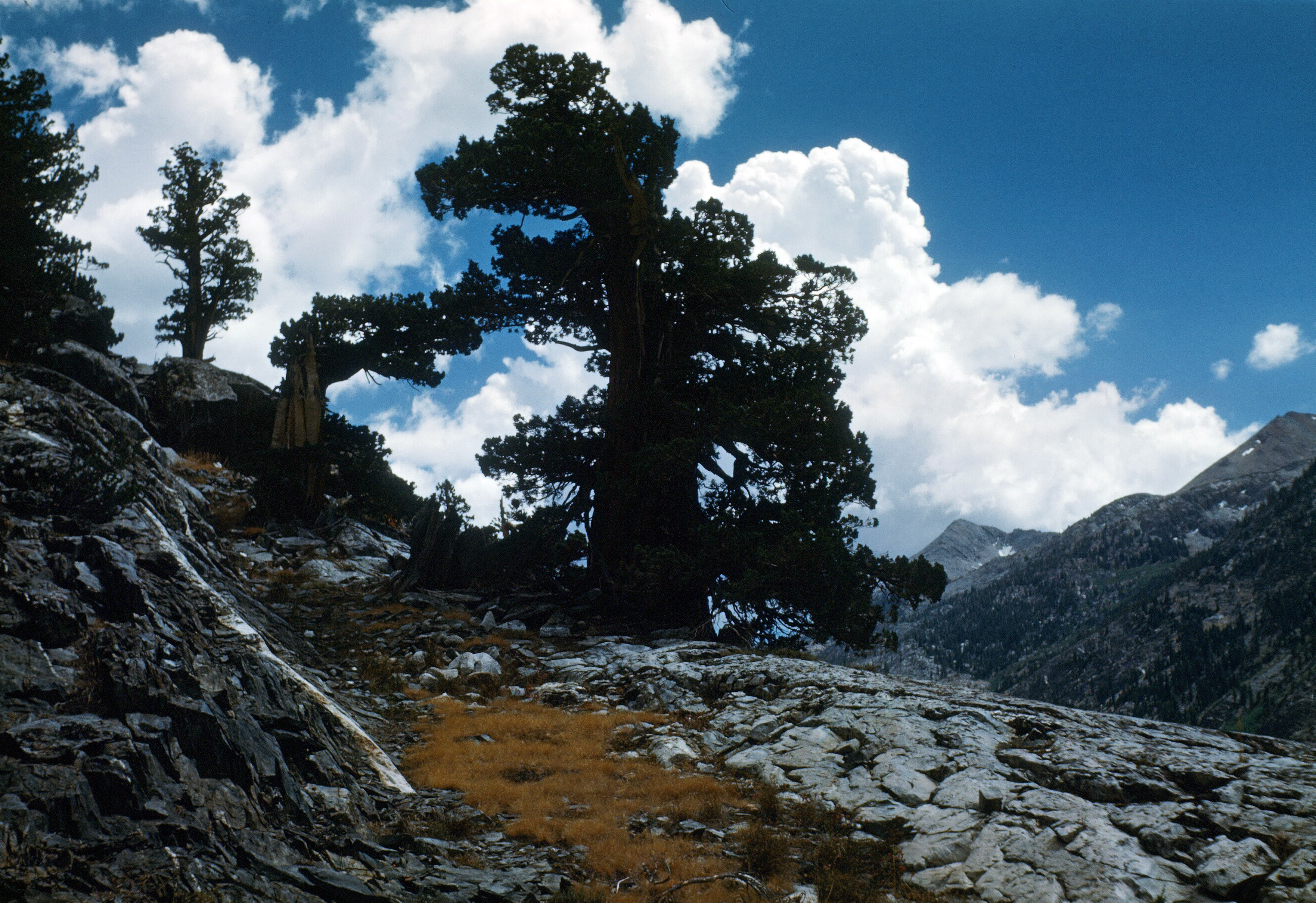 Juniper tree and cumulus clouds