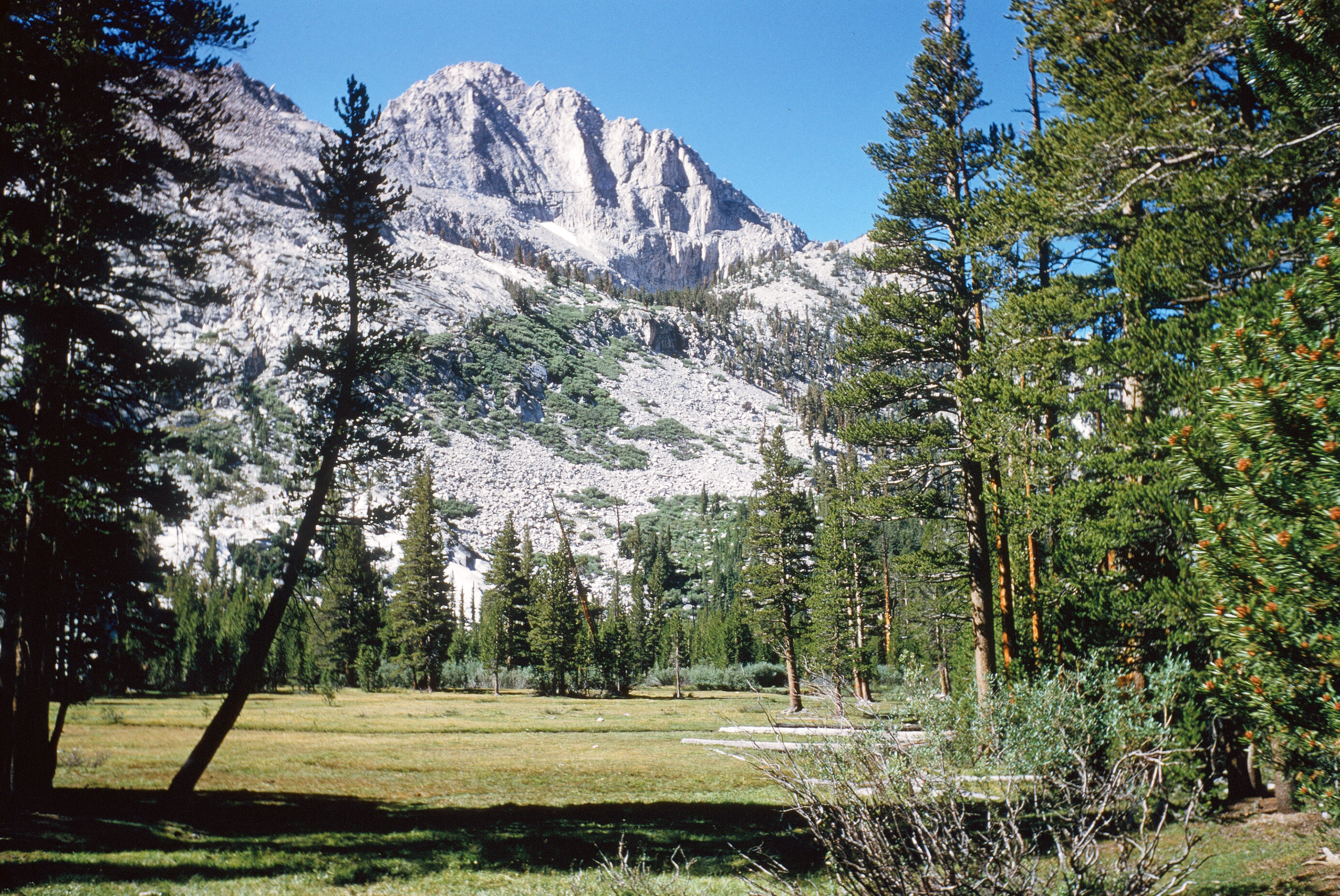 Lower Vidette Meadow